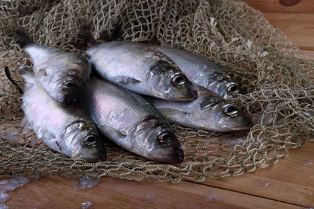 Herring on net