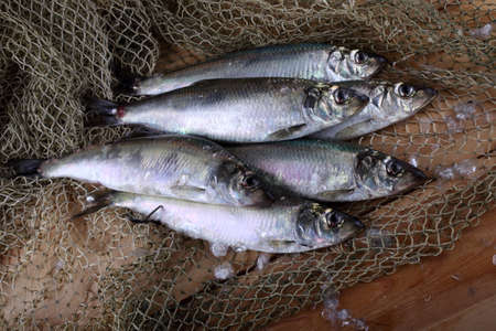 Herring on netの写真素材