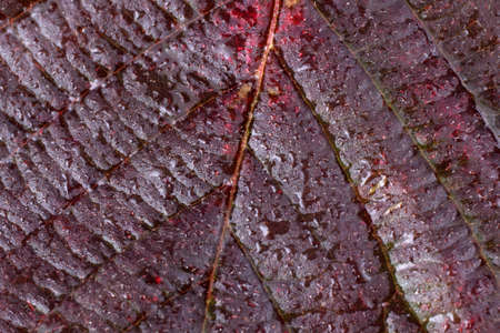 Autumn blackberry leafの写真素材
