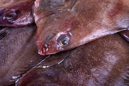 Korean floundersの写真素材