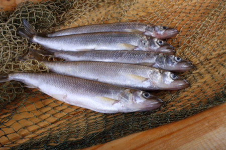 Smelt fishes on net. Pacific smelt variety