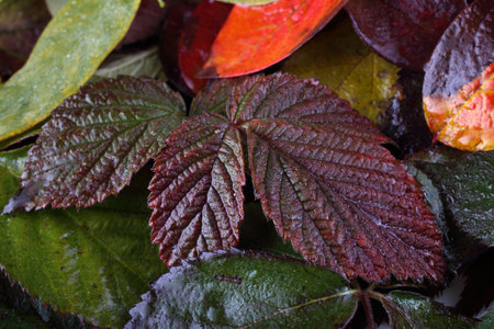 Multicolor autumn leaves