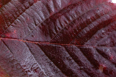 Autumn blackberry red leafの写真素材