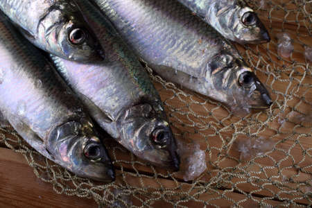 Herring on netの写真素材