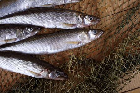 Smelt fishes on net. Pacific smelt varietyの写真素材