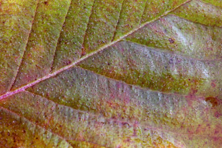 Autumn blackberry leafの写真素材