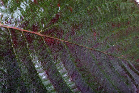 Autumn blackberry leafの写真素材