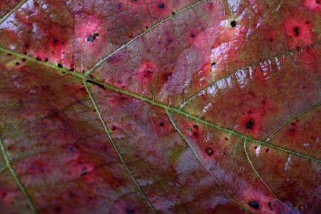 Autumn blackberry leafの写真素材