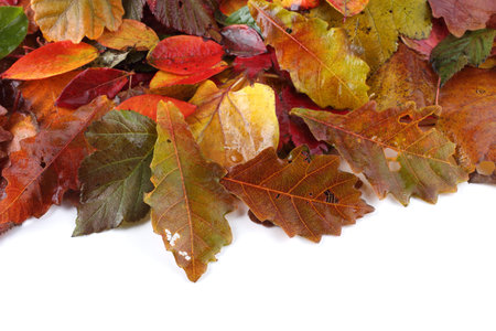 Multicolor autumn leaves