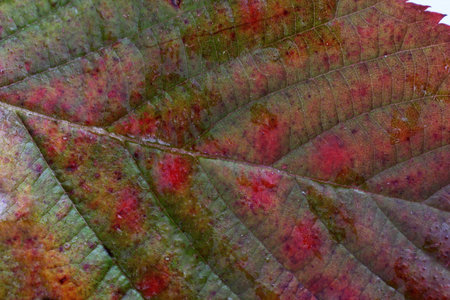 Autumn blackberry leaf