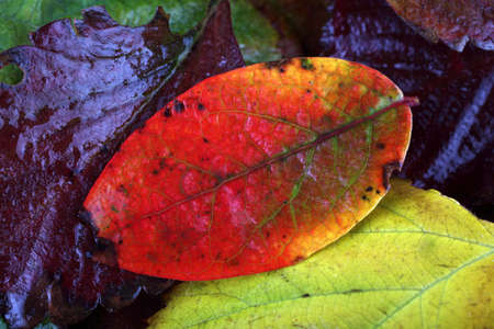 Multicolor blueberry leaves backgroundの写真素材