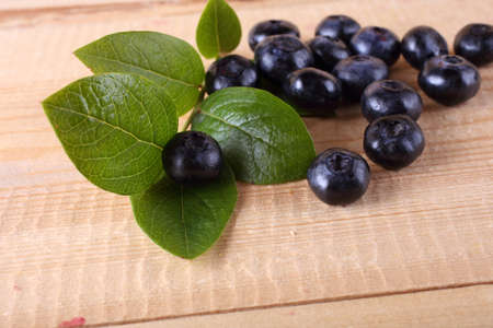 Blueberry harvestの写真素材