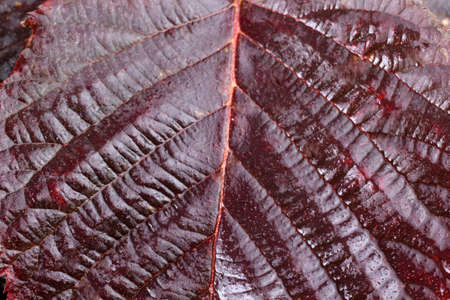 Autumn blackberry leafの写真素材