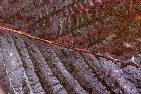Autumn blackberry leafの写真素材