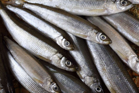Smelt fishes on net. Pacific smelt fish varietyの写真素材