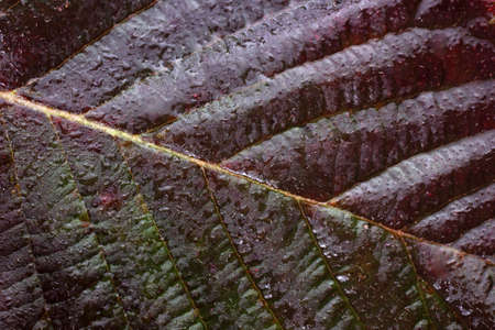 Autumn blackberry leafの写真素材