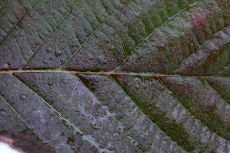 Autumn blackberry leafの写真素材