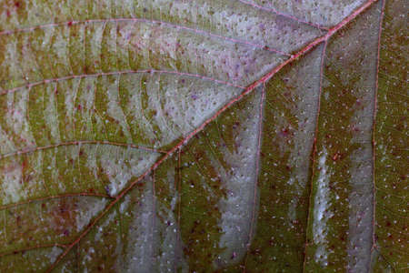 Autumn blackberry leafの写真素材