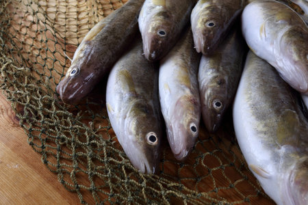 Saffron cod on net