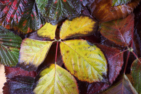 Multicolor leaves background