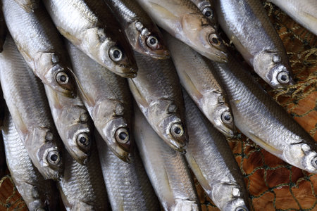 Smelt fishes on net. Pacific smelt fish variety