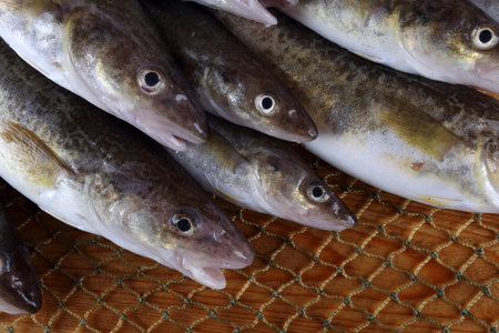 Saffron cod on net