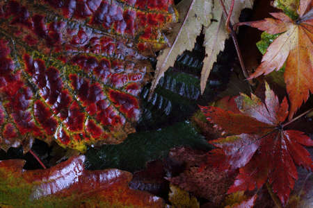 Multicolor autumn leavesの写真素材