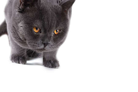 Funny playing British catの写真素材