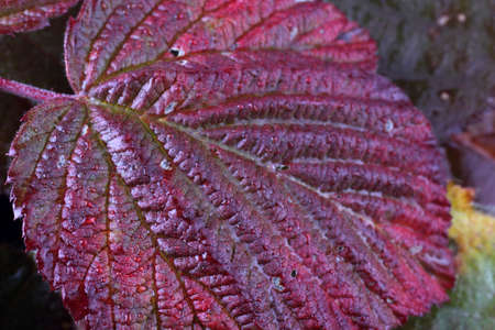 Autumn raspberry leafの写真素材