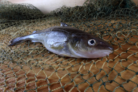 Saffron cod on net