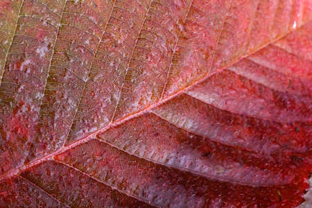 Autumn blackberry leafの写真素材