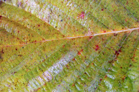 Autumn blackberry leafの写真素材