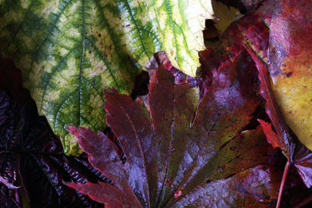 Multicolor autumn leaves