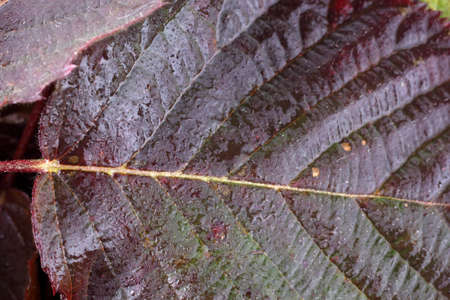 Autumn blackberry leafの写真素材