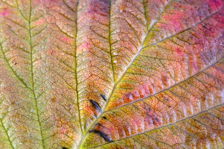 Autumn blackberry leafの写真素材