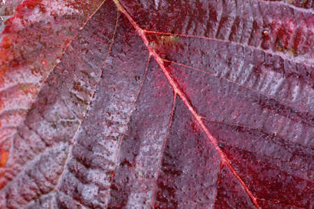 Autumn blackberry leafの写真素材