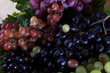 Autumn grape harvestの写真素材