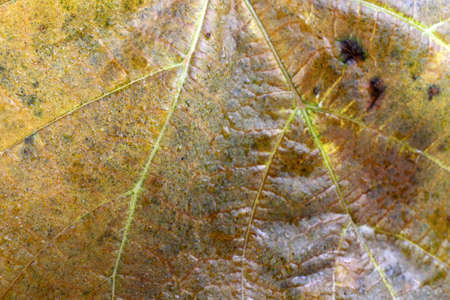 Autumn blackberry leafの写真素材