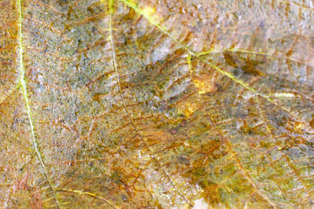 Autumn blackberry leafの写真素材