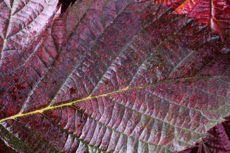 Autumn blackberry leafの写真素材