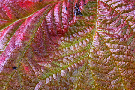 Autumn blackberry leafの写真素材