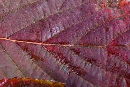 Autumn blackberry leafの写真素材