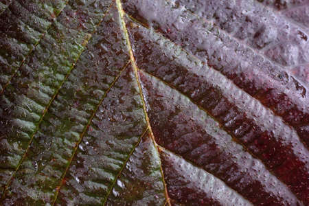Autumn blackberry leafの写真素材
