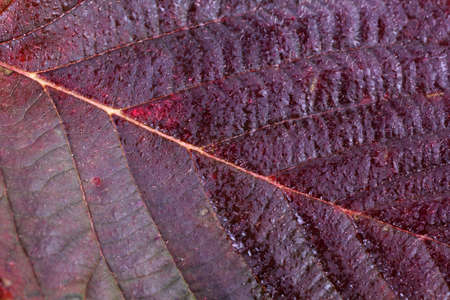 Autumn blackberry leafの写真素材