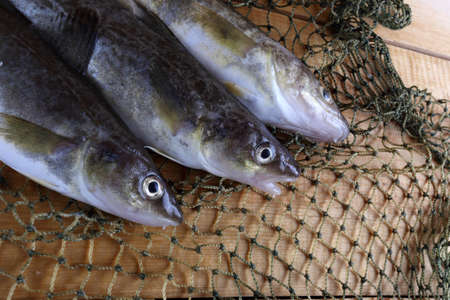 Saffron cod on netの写真素材