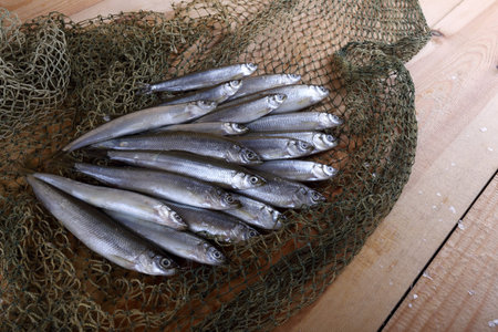 Smelt fishes on net. Pacific smelt fish variety