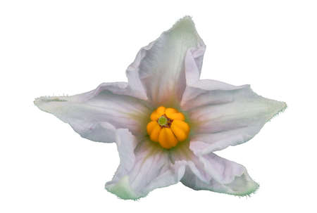 Potato flower isolated on white. Very detailedの写真素材