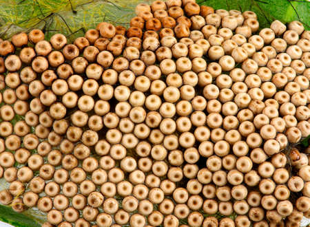 Vapourer Moth (Orgyia antiqua) eggs on peanut leaf. This insect is pestの写真素材