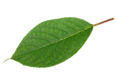 Sweet cherry leaf. Detailed retouchの写真素材