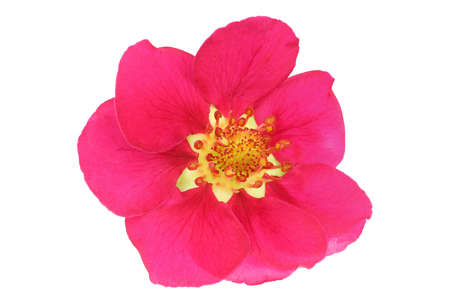 Unusual pink strawberry flower isolated on white. Very detailedの写真素材